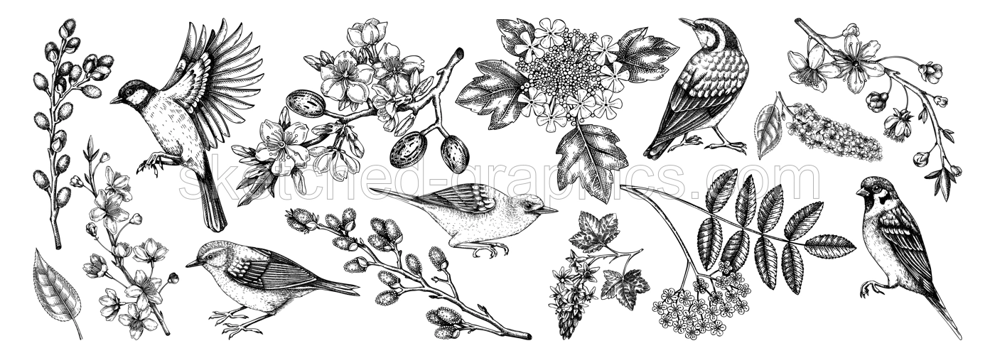 Flowering branches and birds drawings collection. Hand-drawn cherry, almond, willow, currant flower sketches set. Botanical vector illustrations of spring blooming trees isolated on white background Illustration